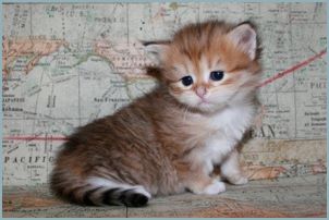 
Female Siberian Kitten from Deedlebug Siberians